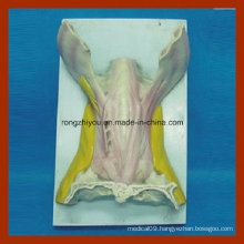 Human Anatomy Tongue Muscle Model